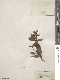 Salix planifolia image