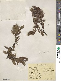 Salix planifolia image