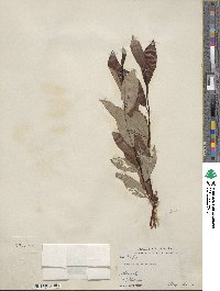 Salix planifolia image