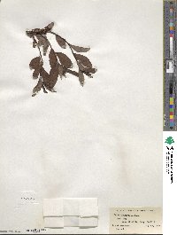 Salix planifolia image