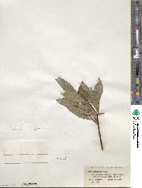 Salix planifolia image