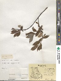 Salix planifolia image