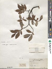 Salix planifolia image