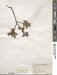 Salix planifolia image