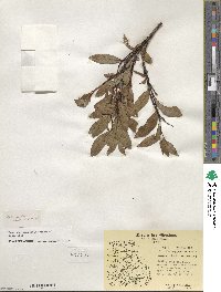 Salix planifolia image