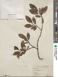 Salix planifolia image