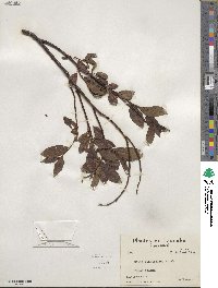 Salix planifolia image