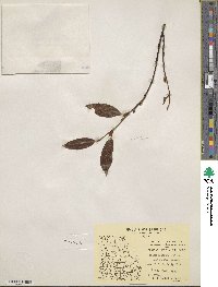 Salix planifolia image