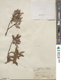 Salix planifolia image