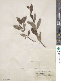 Salix planifolia image