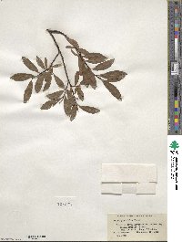 Salix planifolia image