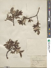 Salix planifolia image