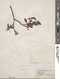 Salix planifolia image