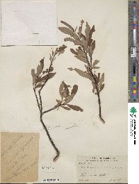 Salix planifolia image