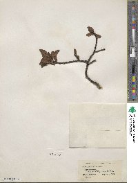 Salix planifolia image