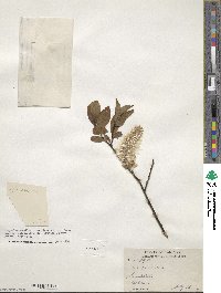 Salix planifolia image