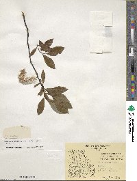 Salix planifolia image