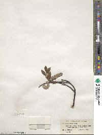 Salix planifolia image