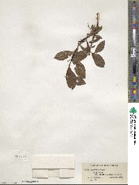 Salix planifolia image