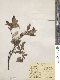 Salix planifolia image