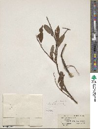 Salix planifolia image