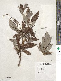 Salix planifolia image