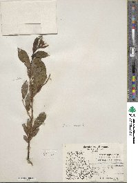 Salix planifolia image