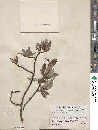 Salix planifolia image