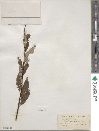 Salix planifolia image