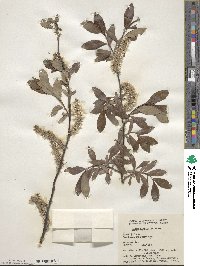 Salix planifolia image