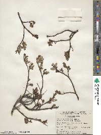 Salix planifolia image