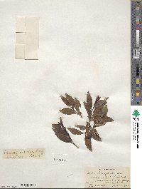 Salix planifolia image