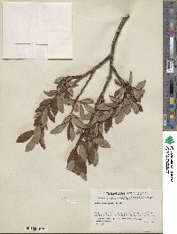 Salix planifolia image