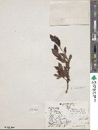 Salix planifolia image