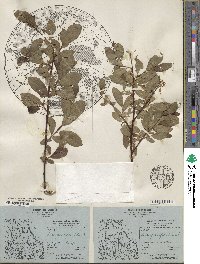 Salix planifolia image