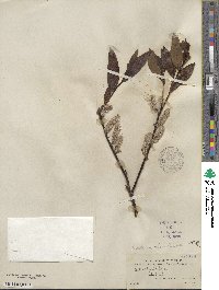 Salix planifolia image