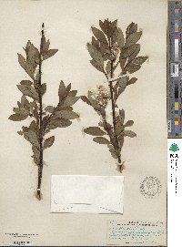 Salix planifolia image