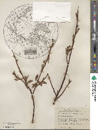 Salix planifolia image