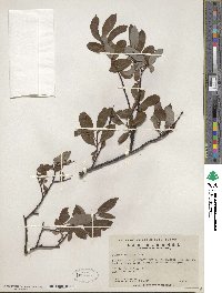 Salix planifolia image