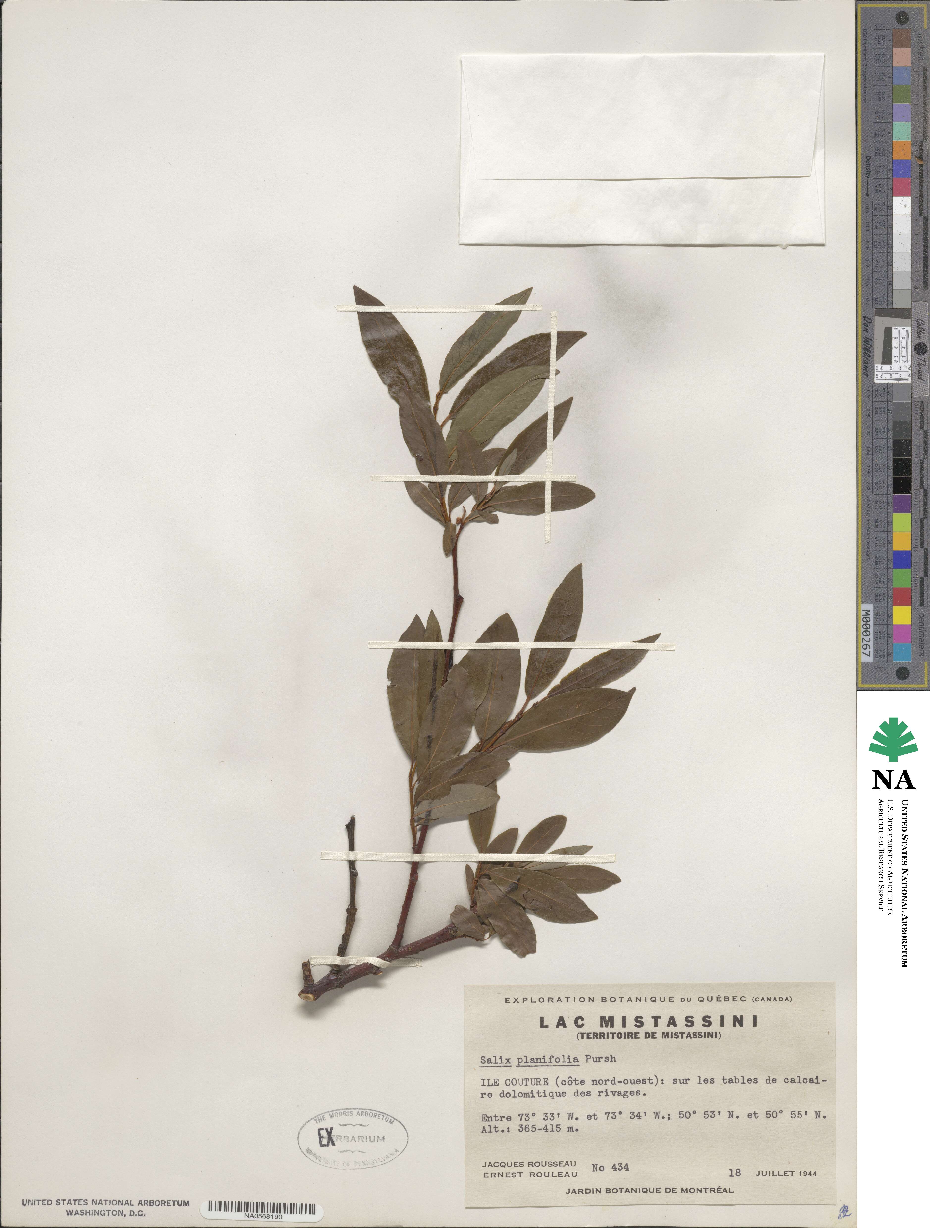 Salix planifolia image