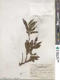 Salix planifolia image