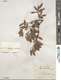 Salix planifolia image