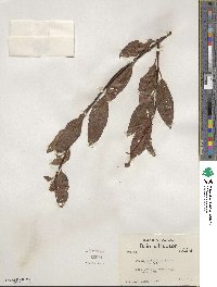 Salix planifolia image