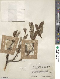 Salix planifolia image