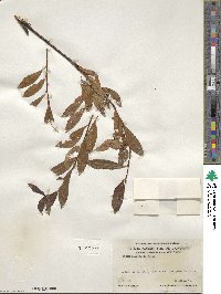 Salix planifolia image