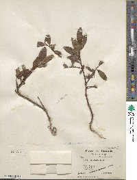 Salix planifolia image