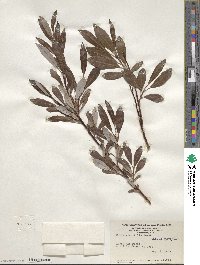 Salix planifolia image