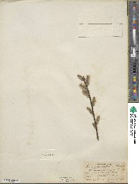 Salix planifolia image