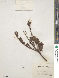 Salix planifolia image