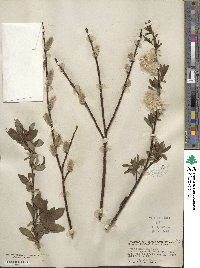 Salix planifolia image